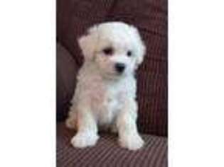 Bichon Frise Puppy for sale in Kissimmee, FL, USA