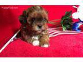 Shih-Poo Puppy for sale in Hamlet, NC, USA