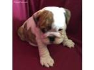 Bulldog Puppy for sale in Arnett, OK, USA