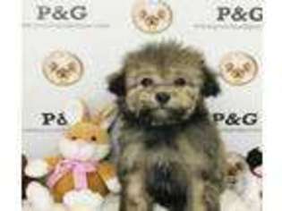 Mutt Puppy for sale in Temple City, CA, USA