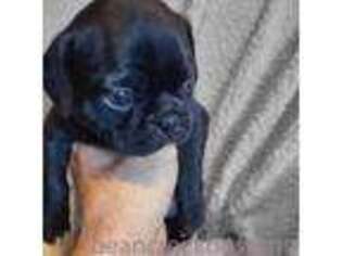 Boston Terrier Puppy for sale in Addison, MI, USA
