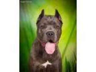 Cane Corso Puppy for sale in Circleville, OH, USA