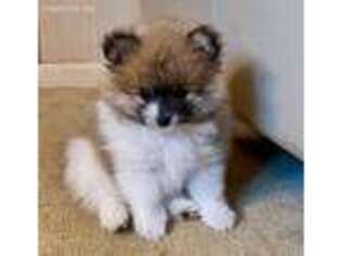 Pomeranian Puppy for sale in Cheshire, CT, USA