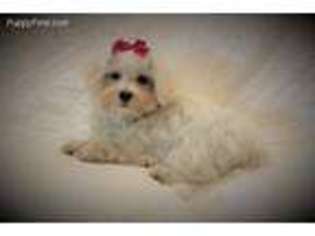 Maltese Puppy for sale in Waldron, AR, USA