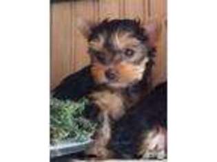 Yorkshire Terrier Puppy for sale in ALLIANCE, OH, USA