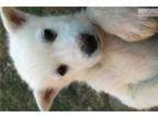 Wolf Hybrid Puppy for sale in Clarksville, TN, USA