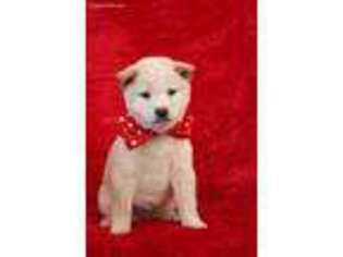 Shiba Inu Puppy for sale in Goodman, MO, USA