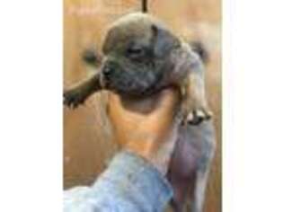 American Bulldog Puppy for sale in Bridgeport, CT, USA