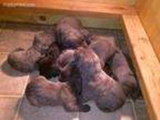 Cane Corso Puppy for sale in Bergenfield, NJ, USA