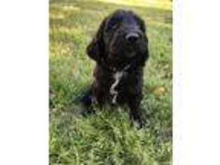 English Springer Spaniel Puppy for sale in Chesterfield, VA, USA