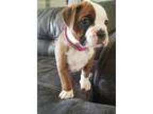 Boxer Puppy for sale in East Peoria, IL, USA