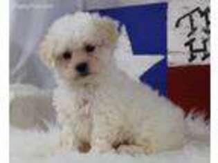 Maltese Puppy for sale in Greenville, TX, USA