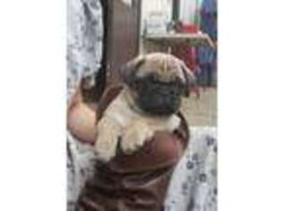 Pug Puppy for sale in Greenwood, WI, USA