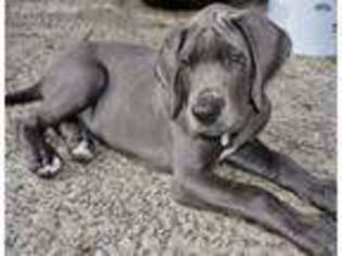 Great Dane Puppy for sale in Spring, TX, USA
