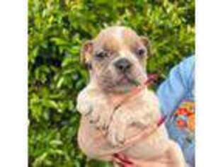 Mutt Puppy for sale in Fort Valley, GA, USA