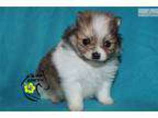 Pomeranian Puppy for sale in Sioux Falls, SD, USA