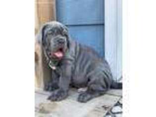 Neapolitan Mastiff Puppy for sale in San Diego, TX, USA