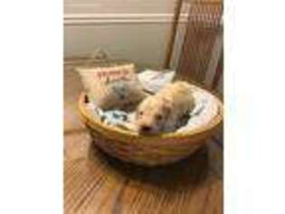 Goldendoodle Puppy for sale in Fayetteville, OH, USA