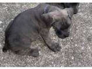 Cane Corso Puppy for sale in Pensacola, FL, USA