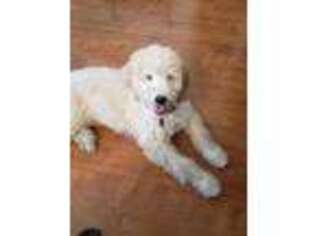 Goldendoodle Puppy for sale in Bethlehem, PA, USA