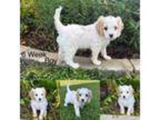 Cavapoo Puppy for sale in Spokane, WA, USA