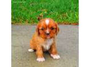 Cavalier King Charles Spaniel Puppy for sale in Reinholds, PA, USA