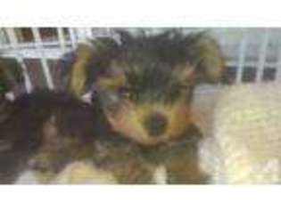 Yorkshire Terrier Puppy for sale in EVERETT, WA, USA