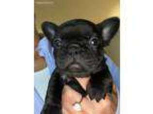 French Bulldog Puppy for sale in Mechanicsville, VA, USA