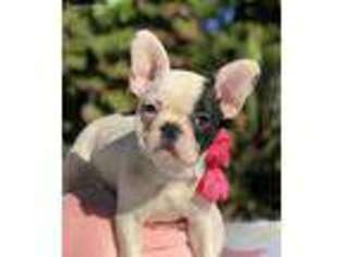 French Bulldog Puppy for sale in North Palm Beach, FL, USA