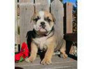 Valley Bulldog Puppy for sale in Shipshewana, IN, USA