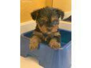 Yorkshire Terrier Puppy for sale in Dallas, TX, USA