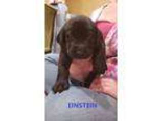 Labrador Retriever Puppy for sale in Rapid City, SD, USA