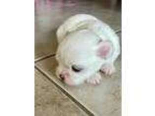 Medium Photo #1 Maltese Puppy For Sale in Hialeah, FL, USA