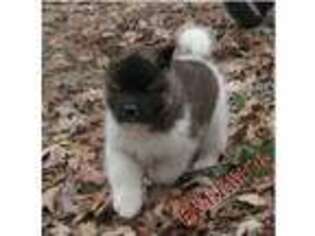 Akita Puppy for sale in Perryville, MO, USA