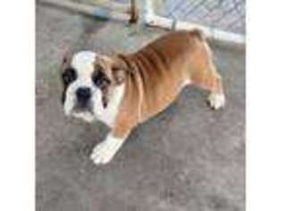 Bulldog Puppy for sale in Vernon Hill, VA, USA