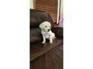 Labradoodle Puppy for sale in Mansfield, MO, USA