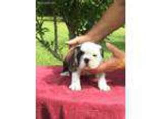 Bulldog Puppy for sale in Quitman, MS, USA