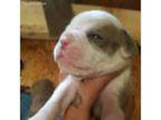 Olde English Bulldogge Puppy for sale in Broussard, LA, USA
