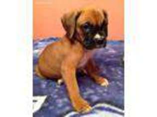 Boxer Puppy for sale in Memphis, TN, USA