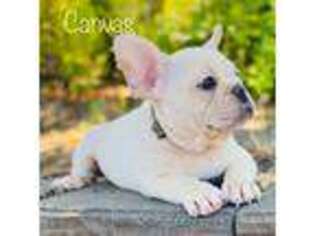 French Bulldog Puppy for sale in Roseville, CA, USA