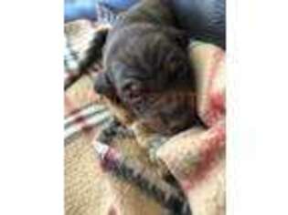Dachshund Puppy for sale in Simi Valley, CA, USA