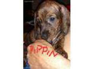 Dachshund Puppy for sale in Milton, FL, USA