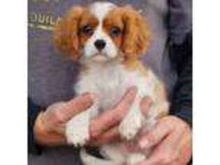 Cavalier King Charles Spaniel Puppy for sale in Coon Rapids, IA, USA
