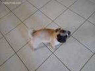 Pug Puppy for sale in Yucca Valley, CA, USA