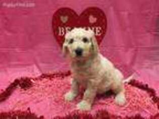 Goldendoodle Puppy for sale in Conway, MO, USA