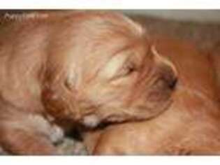 Golden Retriever Puppy for sale in New York Mills, MN, USA