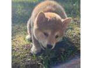 Shiba Inu Puppy for sale in Falls Of Rough, KY, USA