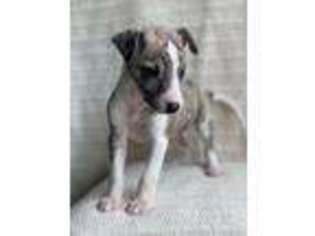 Whippet Puppy for sale in Spokane, WA, USA