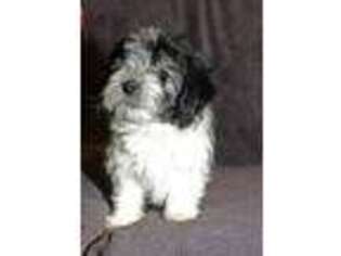 Havanese Puppy for sale in Albany, NY, USA