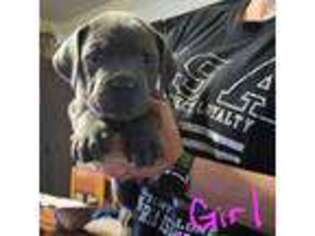 Cane Corso Puppy for sale in Chappells, SC, USA